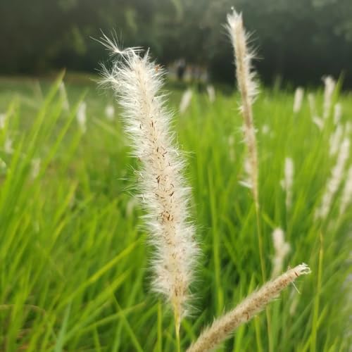 Semillas de sangre, pastos resistentes Imperata cilíndrica, jardín de privacidad ornamental resistente regalos para los amantes 50pcs