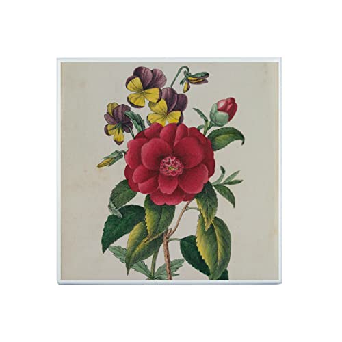 Piastrella in ceramica decorativa 20 x 20 cm - Camelia Tavola Illustrazione Botanica Antica Fiori