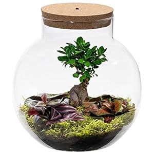 Ecosysteem plant met lamp – Ecoworld Bonsai Biodome – Plant in glazen bol – 1 Bonsai en 2 Gekleurde Terrarium Planten…
