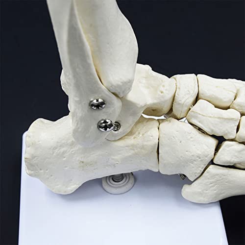 Squelette d'anatomie médicale articulé avec base stable pour étude ostéologique