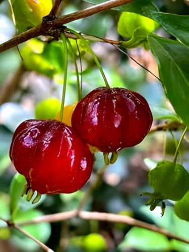 Image of Testy & Sweet Red Suriman cherry Fruit plant || For Home Garden Outdoor Fruit Plant.