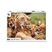 Produktbild Ambassador 7230022, 1000 Teile Puzzle für Erwachsene und Kinder ab 10 Jahren, WWF Tierpuzzle, Löwe