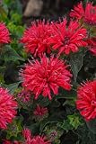 Live Plant from Green Promise Farms - Proven Winners, Monarda 'Pardon My Cerise' Bee Balm, Bright Pink Flowers - #1 Gallon Size Container - Does NOT Ship to AZ, CA, HI, ID, MT, NV, OR, PR, UT & WA!!