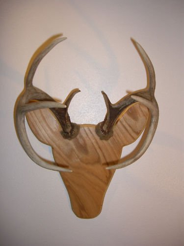 Rackheads Buck Antler Mounting Plaque Kit