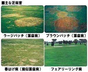 Amazon Co Jp ニチノー緑化 農薬 芝生用殺菌剤 グラステン水和剤 1kg Diy 工具 ガーデン