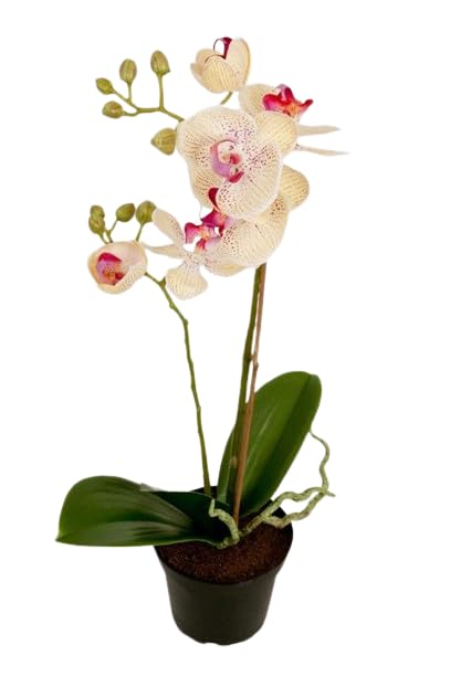 Orquídea Phalaenopsis: Planta Natural para Disfrutar de la Belleza de la Naturaleza