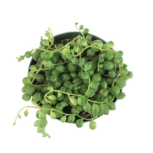OrginBud String of Pearls - Live, Fully Rooted Succulent Plants in Pots, Ideal for Home & Office Decor or as Unique Gifts