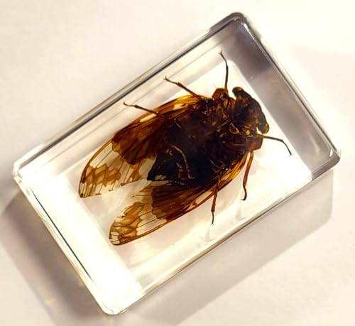 Image of 44mm Real Cicada in Crystal Clear Lucite Resin Crafts Specimen Preserved Various Animal Insect Bug Taxidermy Collection for Biology Science Education & Desk Ornament Display Supplies