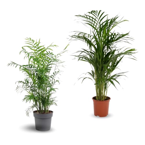 Lot de 2 plantes d'intérieur - chamaedorea - areca - palmier d'intérieur - Lot de 2-70-80 cm - ⌀ 17 cm - purificateur d'air