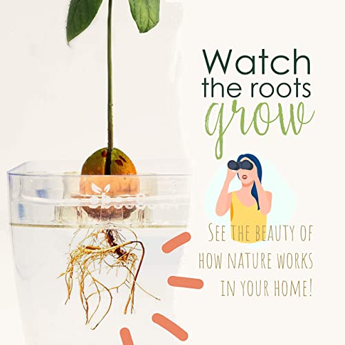 AvoSeedo Avocado Tree Growing Kit with Pot, Clear, Practical Gifts for Women, Mom, Sister, Best Friend & Kids, Plant Indoors with Novelty Pit Grower Boat & Kitchen Garden Seed Starter - Thumbnail 3