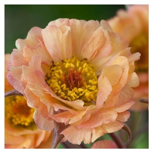 Stauden Gänge 1 x Geum chiloense 'Mai Tai‘ (Winterhart/Stauden/Staude/Mehrjährig/Immergrün) apricotfarbene Chilenische Nelkenwurz - Pfirsichfarbene Blüten mit exotischem Charme