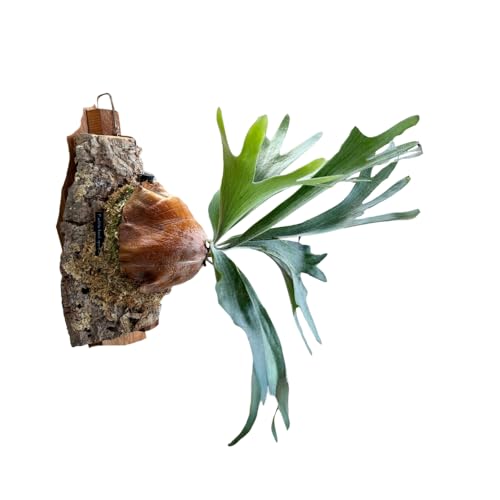 フラワーショップライラック ビカクシダ(コウモリラン) ホワイトホーク P. willinckii white hawk spore