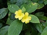 Turnera ulmifolia 'Sundrop' Yellow Buttercup Bush, Two Live Starter Plants, Sage Rose, Zones 9-11