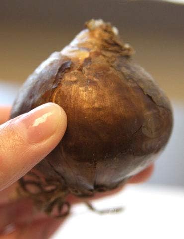 Miniatura 2 de Tulipanes pastel mixtos - 30 bulbos de tulipán perennes, paquete jumbo