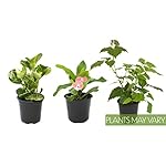Essential Houseplant Collection (3PK) Live Plants Indoor Plants Live Houseplants in Plant Pots, Easy House Plants Indoors Live, Snake Plant, Pothos in Potting Soil, Clean Air Plants by Altman Plants - Image 2