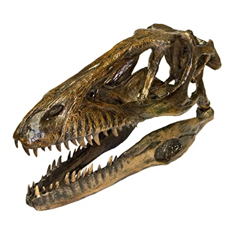 Deinonychus Dinosaur Skull (Recreation)