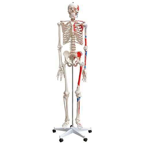 Anatomie Modell Skelett mit Knochen Körper Mensch Muskeln Medizin Skeleton Menschliches Skelett Lebensgroß 175 cm mit Ständer Menschen Körper Lehrmodelle MedMod