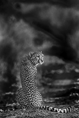 ArtExpert The look back by Jaco Marx -