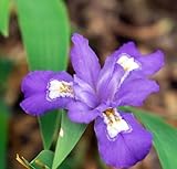 5 Dwarf Crested Iris Root Bulbs