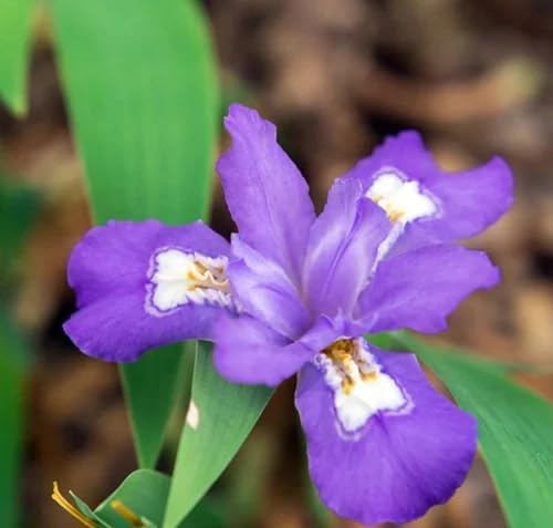 5 Dwarf Crested Iris Root Bulbs
