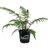 Australian Tree Fern - Live Plant in a 6 Inch Growers Pot - Sphaeropteris Cooperi - Tropical Fern for The Home and Garden