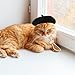 Milisten Pet Costume Hat Cartoon Pet Hat Dog Beret Hat Cat Hat for Puppy Hat and Pet