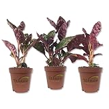 Purple Waffle Plant - 3 Live Starter Plants in 2 Inch Pots - Hemigraphis Alternata - Rare and Elegant Indoor Houseplant