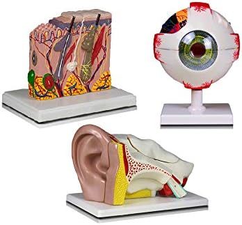 PARCO PBM-B14N Elementary and High School Learning Package. Set of Three Human Anatomy Models, Eye, Ear and Skin | W Manual