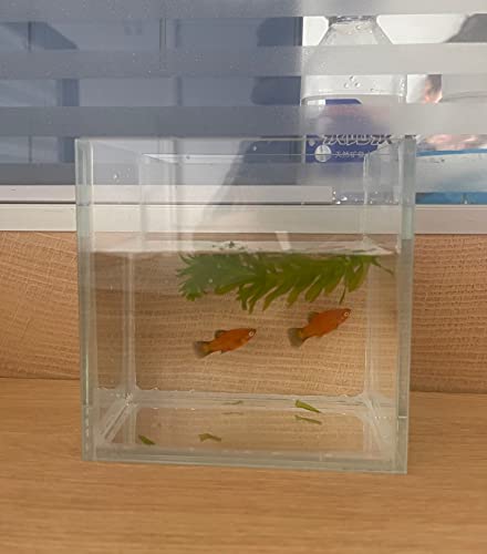 Awxzom Small Nano Tall Rimless Tank, Small Glass Fish Tank, Small Betta Fish Tank, Small Aquarium, Min Fish Bowl, Betta Tank (0.4Gallon 4.7'' X 4.7'' X 3.1'') #TOP1