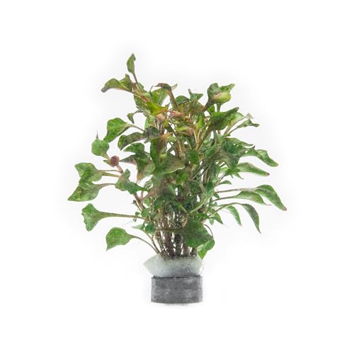 SubstrateSource Alternanthera Bettzickiana - Decorative Live Aquatic Plant for Terrariums and Paludariums - (Bettzickiana, 1 Bunch)