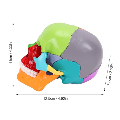 Luocute 15 Part Human Skull Model, Detachable Mini Skull with Color Coded Bones and Illustrated Guide, for Medical Dental Teaching and Educational Demonstration