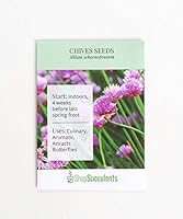 Algopix Similar Product 10 - Shop Succulents Chives Seeds Pack of