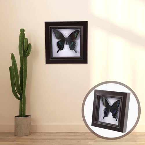 Housoutil Butterfly Specimens in Shadow Box Blue Morpho Butterfly Framed and Mounted in Black Display for Wall Shelf or Table Display by Housoutil - Image 9