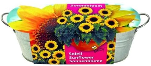 Mini Kitchen Garden Sunflower: Zinc Flower Box (10cm high, 30cm long) with Seed Mix, Soil and Care Instructions