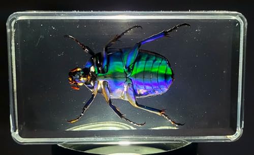 Image of 2.9 inch Real Blue Rose Chafer Beetle in Crystal Clear Lucite Resin Paperweight Specimen Preserved Trigonophorus Rothschildi Insect Taxidermy Collection for Biology Science Education Desk Display Supplies