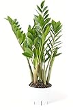 ZZ Plant Live - Air Purifier Indoor House Plant for Home Decor, Room Decor - Ideal Live Plant for Indoor Spaces - Plants Live Houseplants