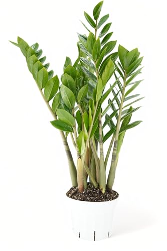 ZZ Plant Live - Air Purifier Indoor House Plant for