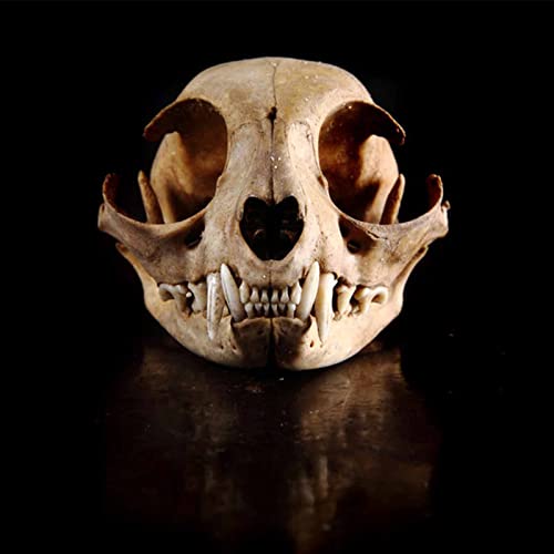 Miniatura 4 de Myuilor Calavera De Perro Mapache, Gato, Coypu, Rata Almizclera, Zorro, Visón - Espécimen De Taxidermia