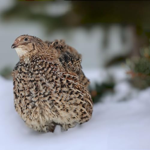 Daily Bread Homestead Coturnix Quail Fertile Hatching Eggs - 24ct + Extras