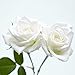 Produktbild Luo-401XX 100 Stücke Frische Seltene Rose Blumensamen Verschiedene, Schöne Einfach Wachsen Bonsai Balkon Pflanze Für Hausgarten Hof Dekoration Milchweiß
