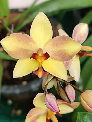 Evergreen Trader Ground Orchid Live Plant without pot (Yellow purple) (B09MSJM4HW) Amazon Price History, Amazon Price Tracker