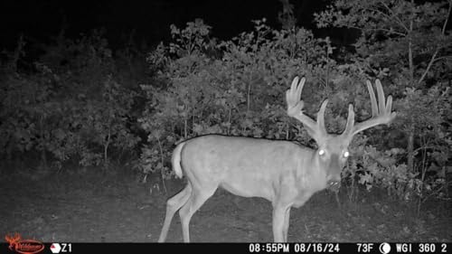 Wildgame Innovations Orbit 360 Degree Cellular Trail Camera 2 Pack with 36MP, 1080 HD Video, 0.4 Second Trigger Speed, Outdoor Security Camera by Wildgame Innovations - Image 5