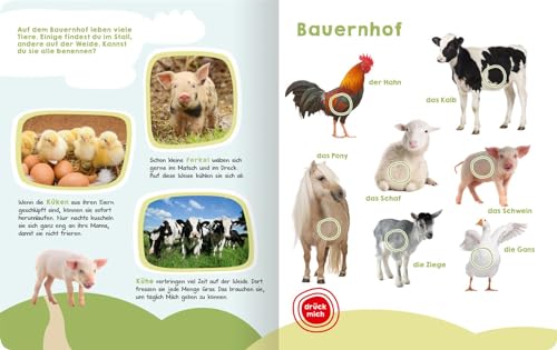 Mein großes Buch der Tiergeräusche: Mit 50 Sounds | Hochwertiges Soundbuch mit realistischen Tierstimmen für Kinder ab 2 Jahren (Mein großes Geräuschebuch)
