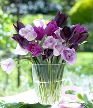 10 Purple Passion Tulip Bulbs - Tulipa Triumph Tulip