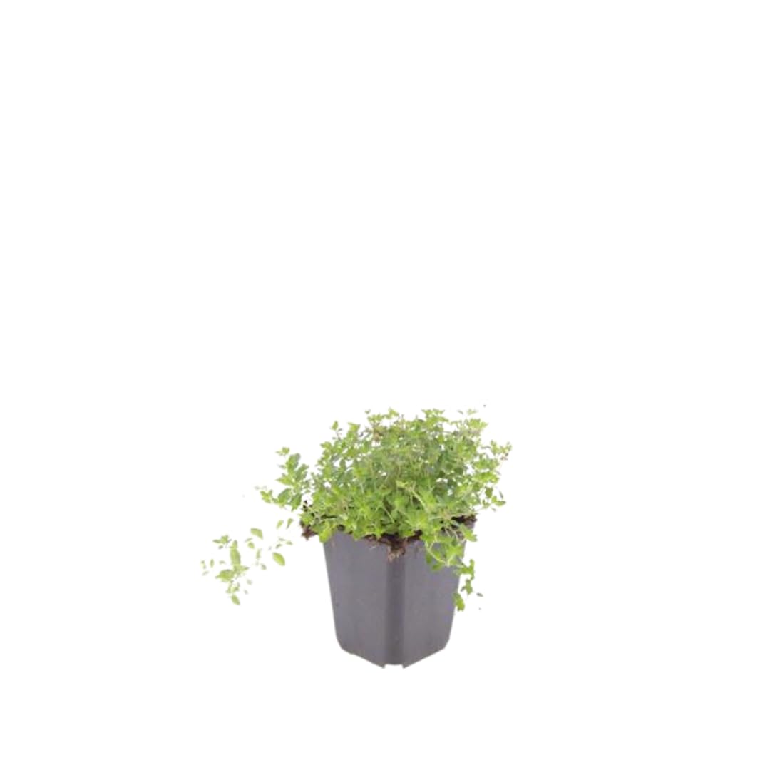 Thymus serpyllum Pflanzenset – 6 kräftige Sand-Thymian Pflanzen Ø9cm – Duftender Bodendecker für sonnige Standorte – Winterharte Kriechpflanze