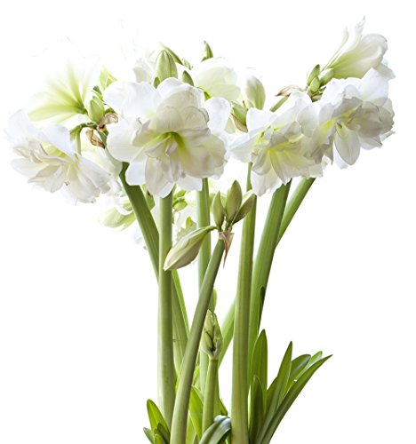 BloomingBulb White Mini Amaryllis-3 Pack, 26-30 cm bulbs, White with yellow-green center BloomingBulb White Mini Amaryllis-3 Pack, 26-30 cm bulbs, White with yellow-green center