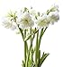 BloomingBulb White Mini Amaryllis-3 Pack, 26-30 cm bulbs, White with yellow-green center