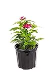 American Plant Exchange Penta 'Lipstick' – 6-Inch Pot – Live Flowering Plant with Bright Red Star-Shaped Blooms, Heat-Tolerant Outdoor Annual for Pollinator Gardens, Patios & Containers