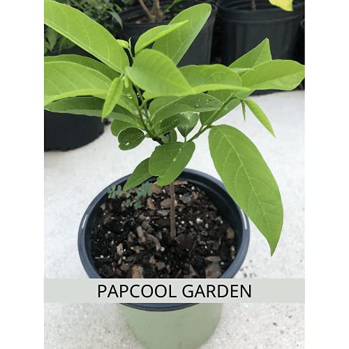 Annona Squamosa Sugar Apple T.Ree Asian P.Lant, from 10\" to 14\" Tall