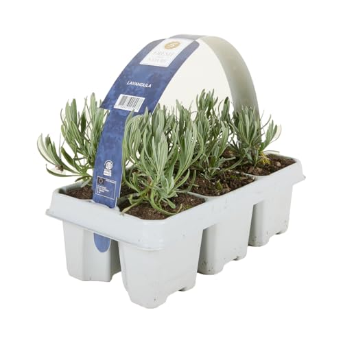 Bloomique - Lot de 6 - Lavandula angustifolia 'White' - Lavande blanche - Rustique - Parfumée - Pour balcon et jardin - Hauteur 10-20 cm - Motte 6 cm